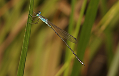 Indolestes tenuissimus