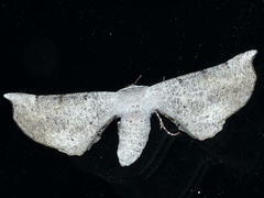 Circopetes obtusata