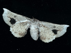 Circopetes obtusata