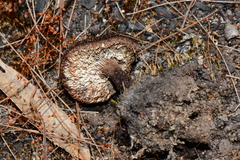 Neolentinus dactyloides