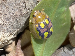 Paropsisterna debilis