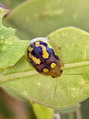 Paropsisterna debilis