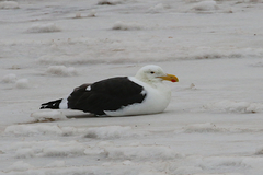 Larus dominicanus vetula