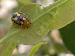 Paropsisterna debilis
