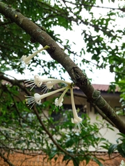 Phaleria macrocarpa