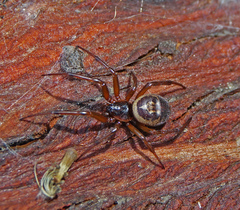 Steatoda nobilis