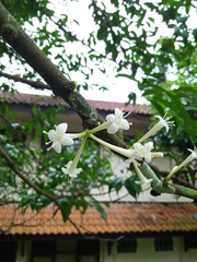 Phaleria macrocarpa