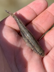 Umbra pygmaea