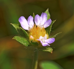 Lomelosia brachiata