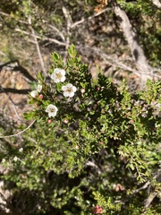 Leptospermum rupestre