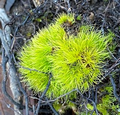 Dicranum condensatum