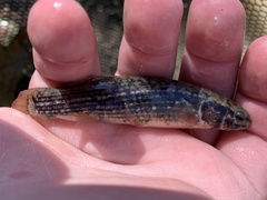 Umbra pygmaea