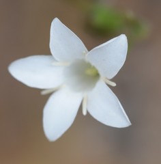 Orianthera campanulata