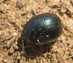 Chrysolina vernalis