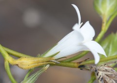 Orianthera campanulata