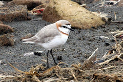 Charadrius pallidus