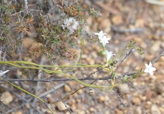 Orianthera campanulata