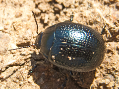 Chrysolina vernalis