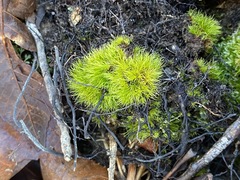 Dicranum condensatum