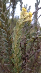 Monticalia ledifolia