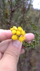 Monticalia ledifolia