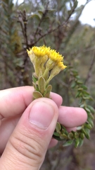 Monticalia ledifolia