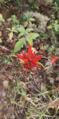 Castilleja tenuiflora