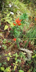 Castilleja tenuiflora