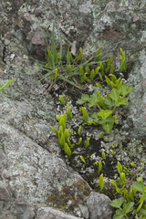 Kitagawia litoralis