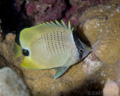 Chaetodon miliaris