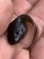 Lithobates kauffeldi