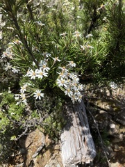 Olearia pinifolia