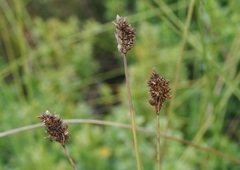Carex subbracteata