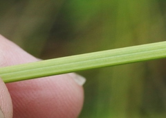 Carex subbracteata