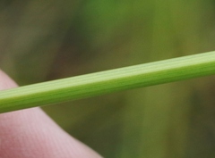 Carex subbracteata