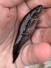 Umbra pygmaea