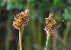 Carex subbracteata