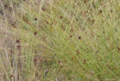 Carex subbracteata