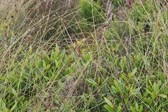 Carex subbracteata