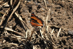 Precis ceryne ceryne