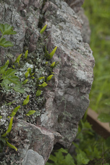 Lepisorus ussuriensis