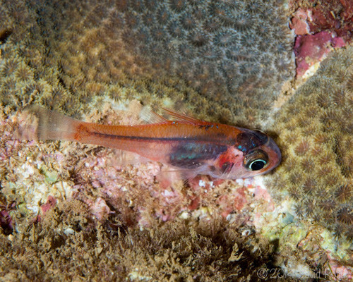 Hawaiian Ruby Cardinalfish (apogon Erythrinus) · Inaturalist