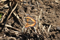 Precis ceryne ceryne