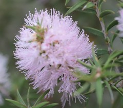 Melaleuca adnata