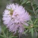 Melaleuca adnata - Photo (c) overlander (Gerald Krygsman), some rights reserved (CC BY-NC), uploaded by overlander (Gerald Krygsman)
