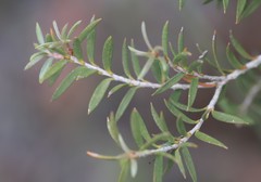 Melaleuca adnata
