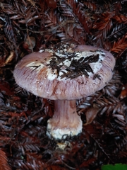Glaucopodes