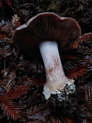 Glaucopodes