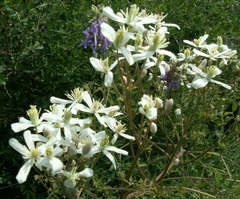 Clematis lathyrifolia
