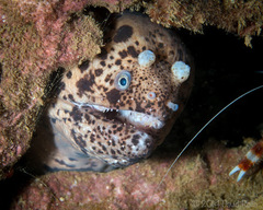 Uropterygius polyspilus